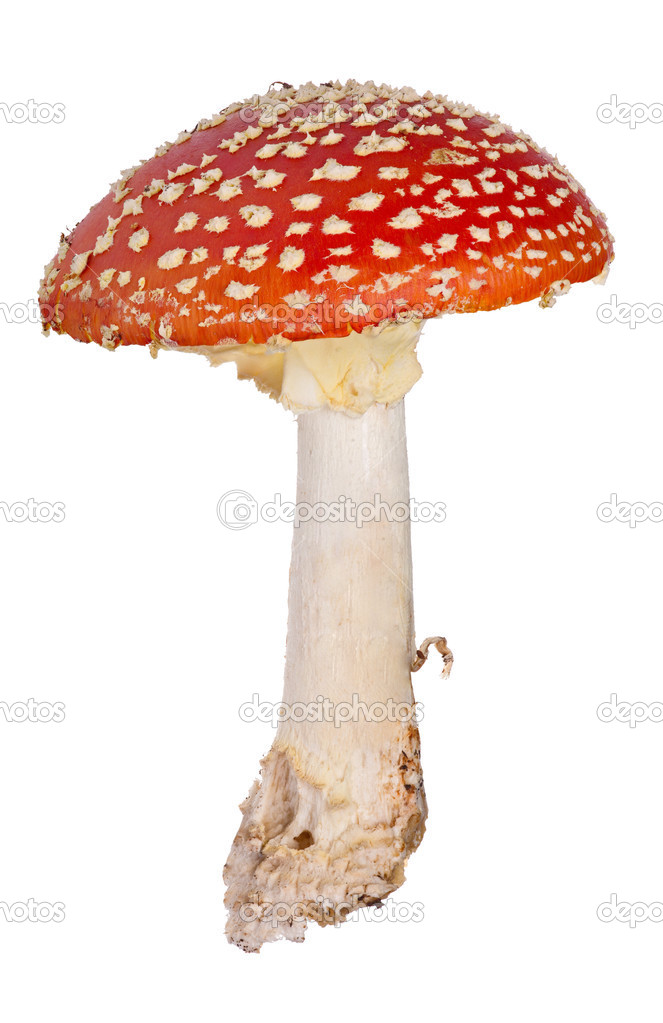 medium red fly agaric isolated on white