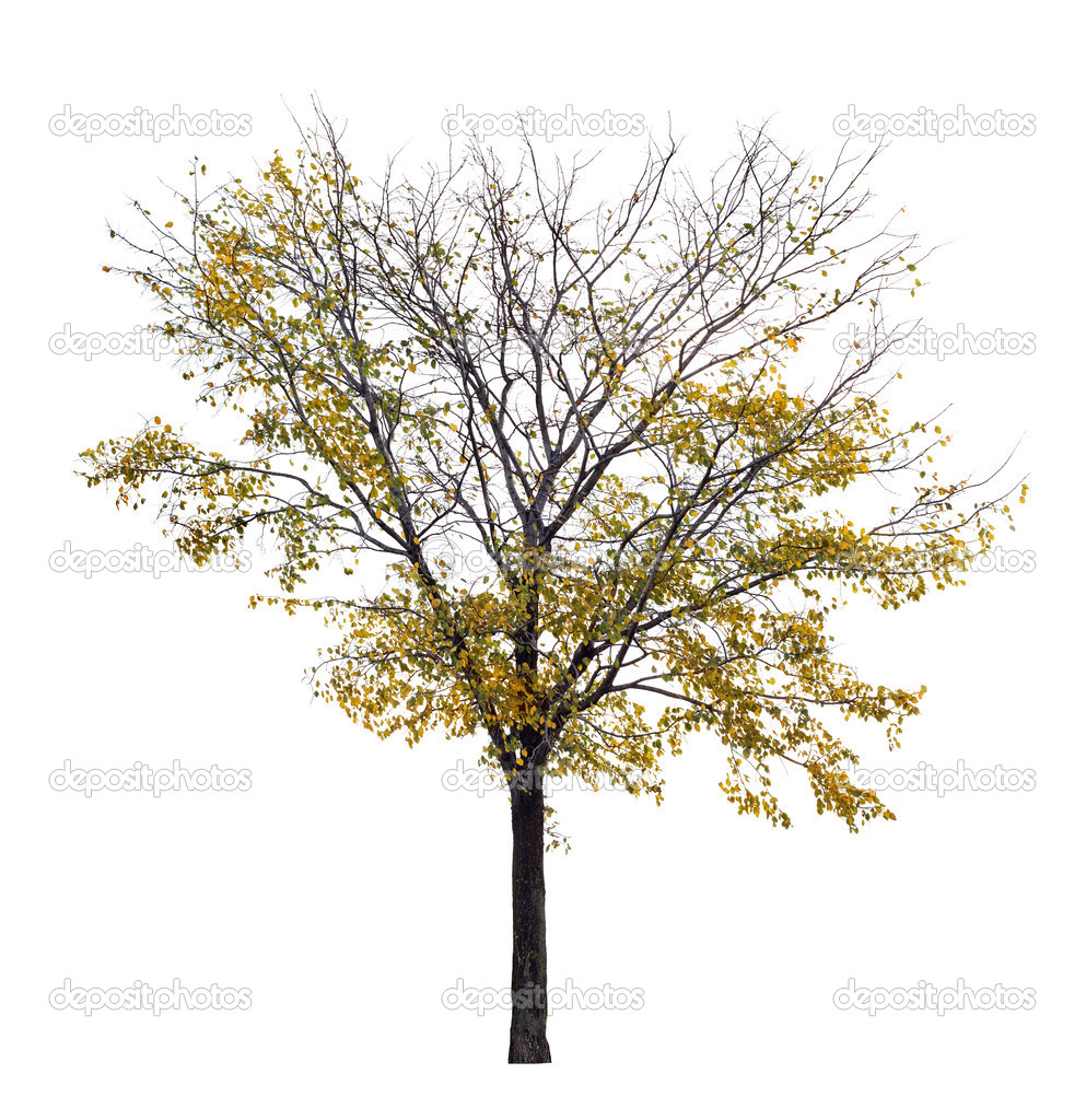 isolated late autumn tree