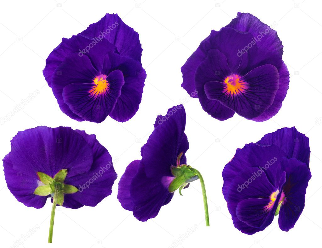 purple pansy flower from different sides