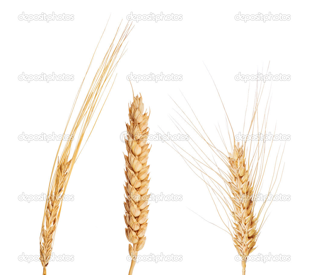 set of three cereals isolated on white