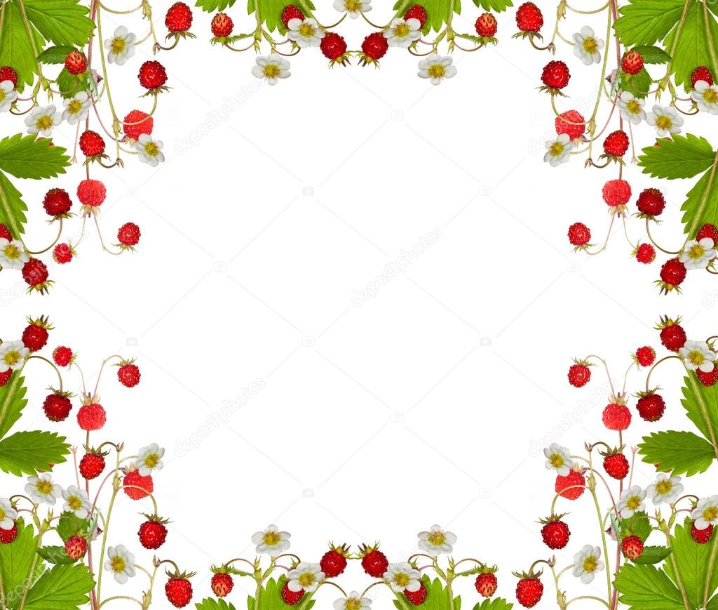 frame from wild strawberry with green leaves and flowers