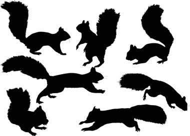 beyaz zemin üzerinde yedi sincap