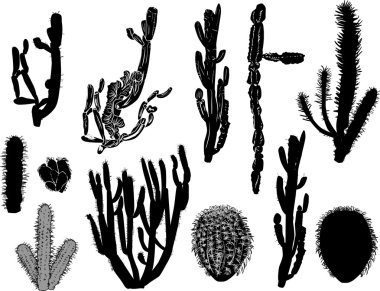 siyah kaktüs koleksiyon üzerinde beyaz izole