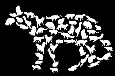 siyah üzerine izole karmaşık beyaz kedi