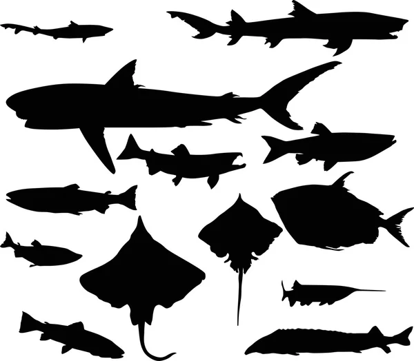 Treize silhouettes de poissons de collection isolées sur blanc — Image vectorielle