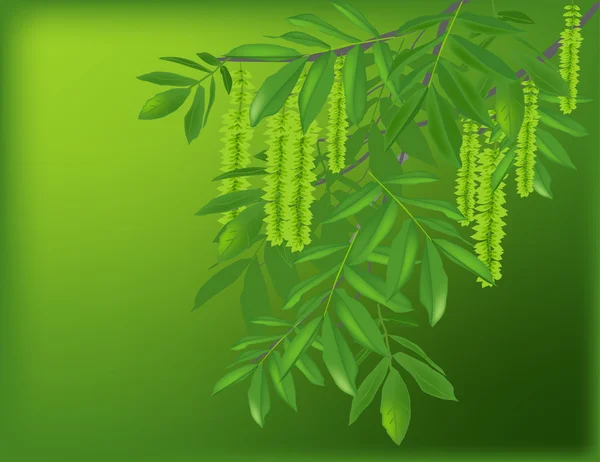 Пружинная ветвь с зеленой листвой — стоковый вектор