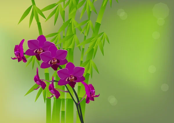 Bambù verde e fiori di orchidea scura — Vettoriale Stock