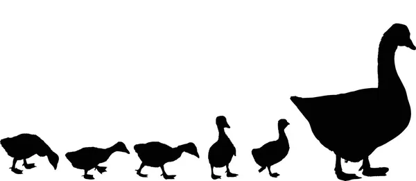 Newborn gosling and goose silhouettes isolated on white — Stock Vector