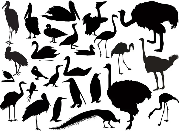 Twenty six bird silhouettes on white — Stock Vector