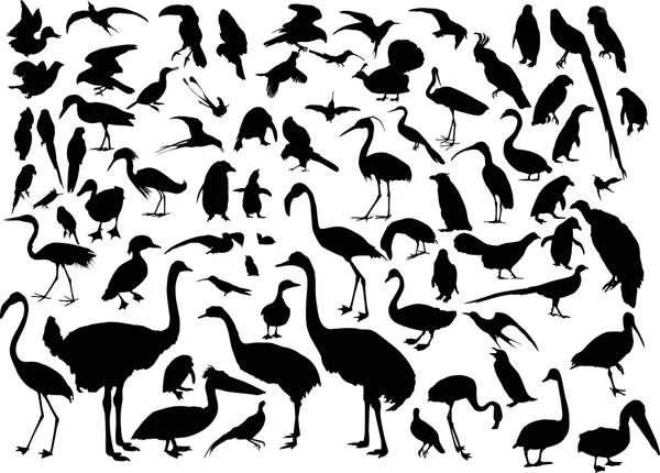 Gran conjunto de diferentes siluetas de aves en blanco — Vector de stock