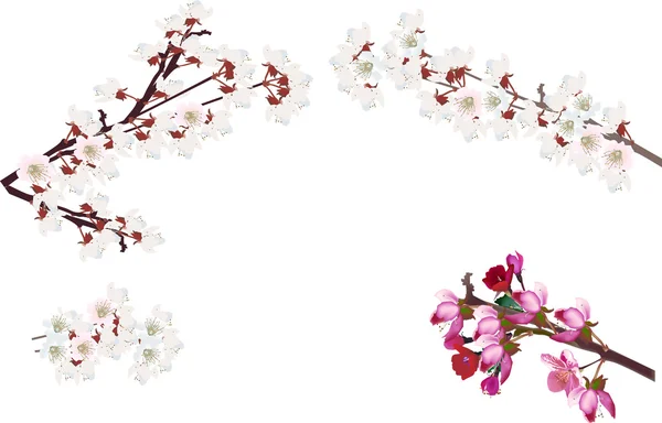 Collection of blossom sakura branches — Stock Vector