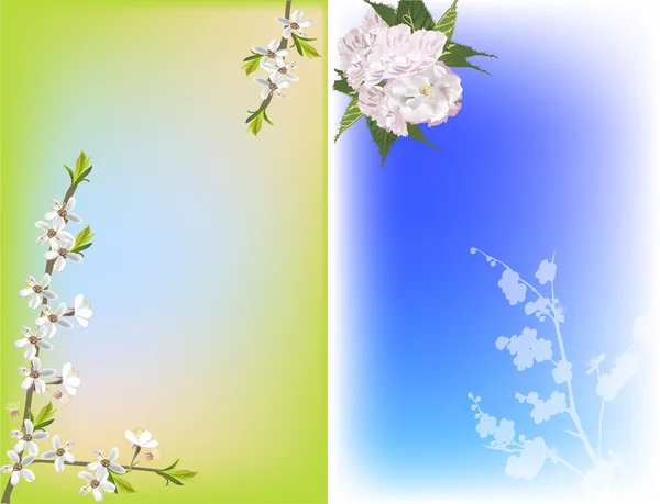 Cherry tree flowers on green and blue background — Stock Vector