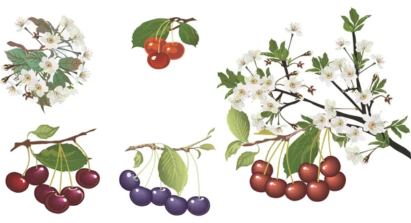 Colección de cerezas rojas maduras y flores — Archivo Imágenes Vectoriales