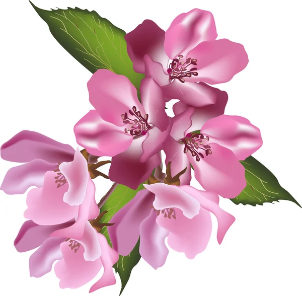 Ramo rosa da flor da maçã isolado no branco — Vetor de Stock