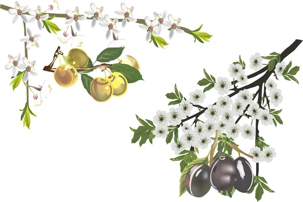 Ciruelas maduras y flores ilustración — Vector de stock