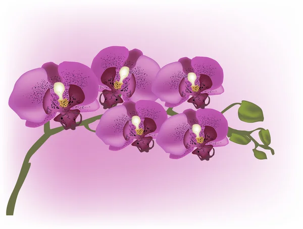 Orchidée pourpre foncé sur fond rose clair — Image vectorielle