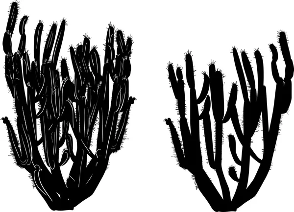 izole beyaz zemin üzerine siyah kaktüs