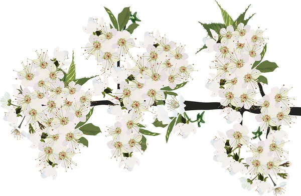 Bereketli kiraz ağacı izole çiçeği — Stok Vektör
