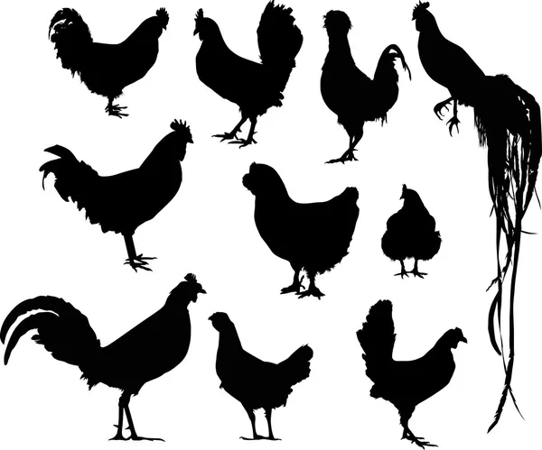 Dix silhouettes de coq isolées sur blanc — Image vectorielle