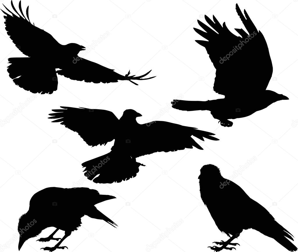 set of five crow silhouettes isolated on white