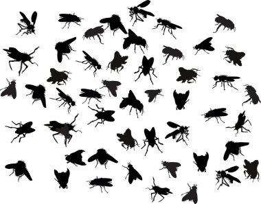 çok fazla sinek siluetleri üzerinde beyaz izole