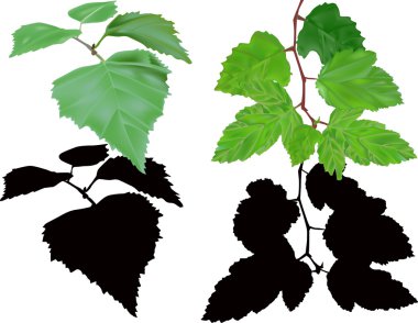 Beyaz arka plan üzerinde izole yeşil yeşil dallar