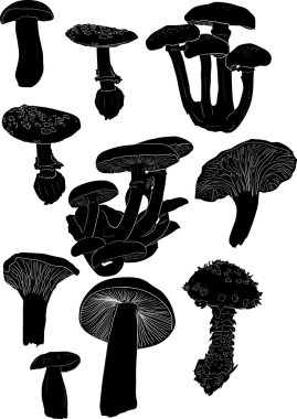 tenisolated siyah mantar