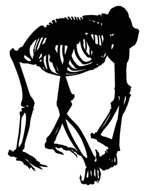 goril iskelet siluet üzerinde beyaz izole