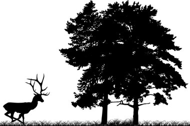 runnig to forest deer isolated on white clipart