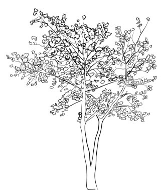 beyaz zemin üzerinde ağaç kroki