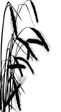 zenci kulakları üzerine beyaz izole buğday