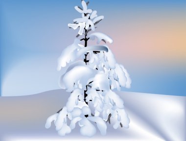 small winter fir in white snow clipart