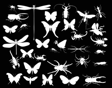 siyah böcekler ve örümcekler koleksiyonu