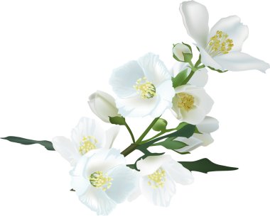 Beyaz illüstrasyon izole jasmin çiçek şube