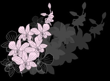 pembe orkide çiçek şube kroki siyah