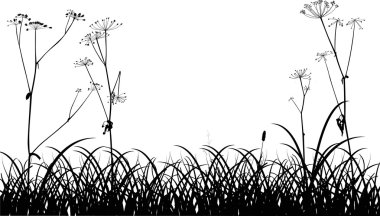 çim beyaz zemin üzerine kuru civanperçemi