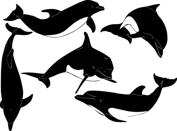 Cinco delfines aislados en blanco — Vector de stock