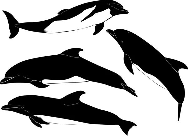 Cuatro delfines aislados en blanco — Vector de stock