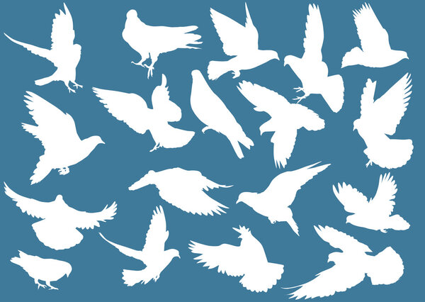 eighteen white doves on blue