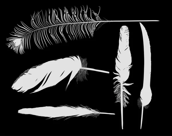 Five grey feathers on black background — Stock Vector