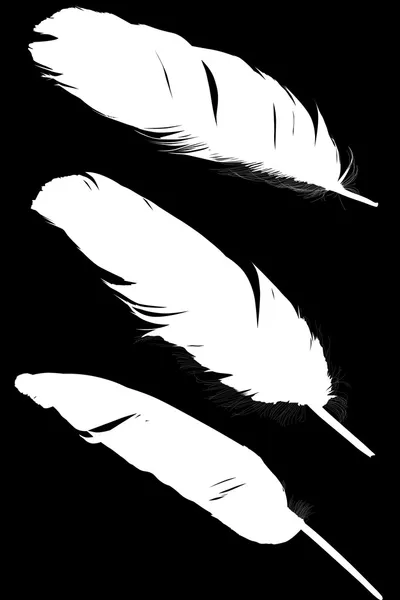 Drei weiße Federn isoliert auf schwarzem Hintergrund — Stockvektor