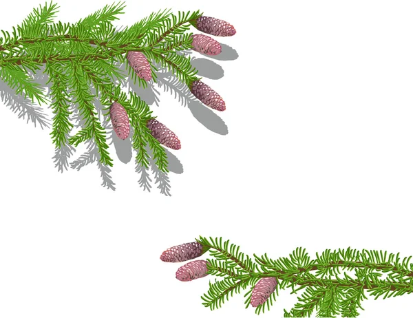 Branches de sapin vert avec cônes isolés sur blanc — Image vectorielle