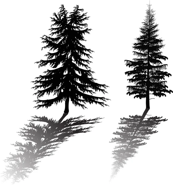 Two fir silhouettes with reflection — Stock Vector