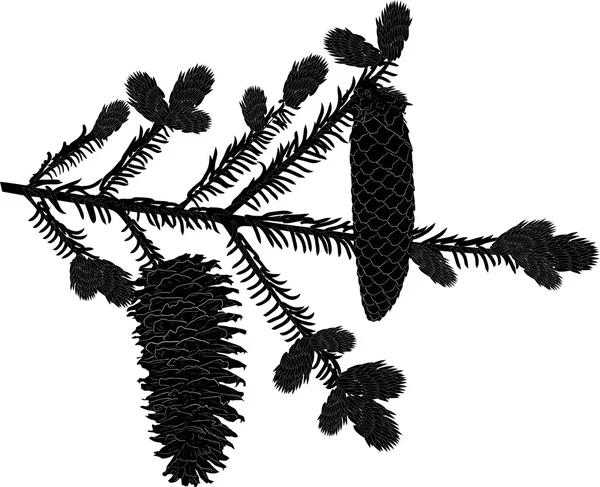 Aislado dos conos en silueta de rama de abeto — Vector de stock