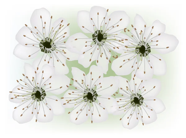 Six light spring flowers — Stock Vector