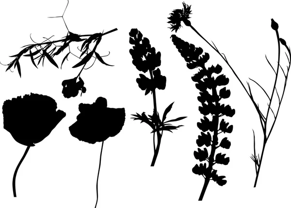 Six silhouettes de fleurs sauvages sur blanc — Image vectorielle