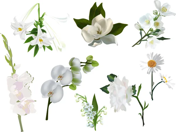 Colección de flores blancas aisladas — Vector de stock