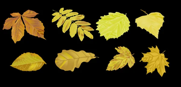 Set of golden leaves isolated on black — Stock Vector