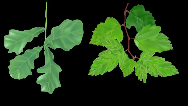Zwei Zweige mit grünen Blättern auf schwarz — Stockvektor