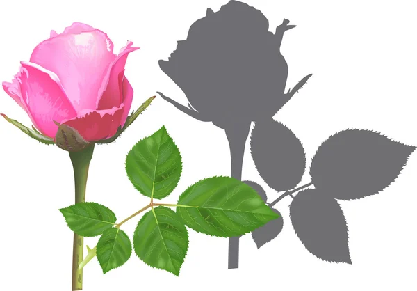 Rosa única e sombra isolada no branco — Vetor de Stock